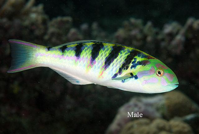  Thalassoma hardwicke (Sixbar Wrasse)